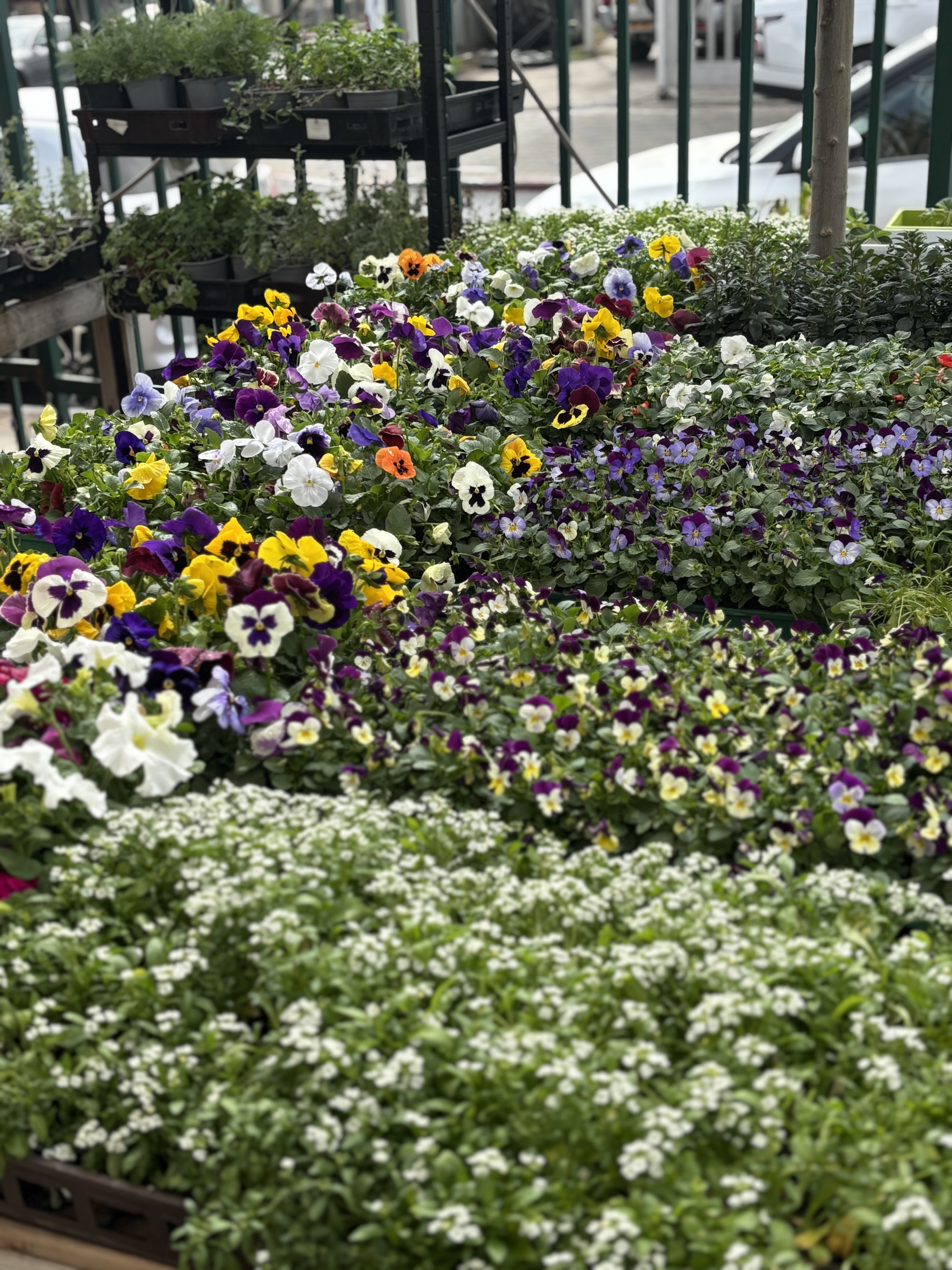 City Nursery, gardening services