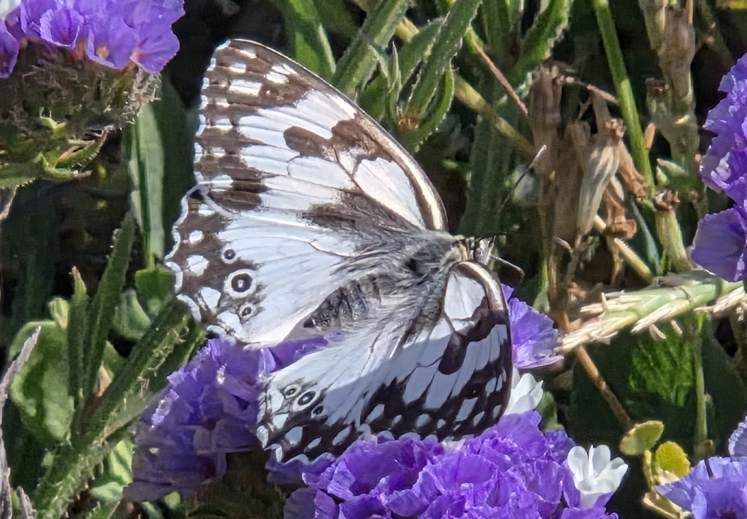 Butterfly Garden Course, colorful butterflies on flowers