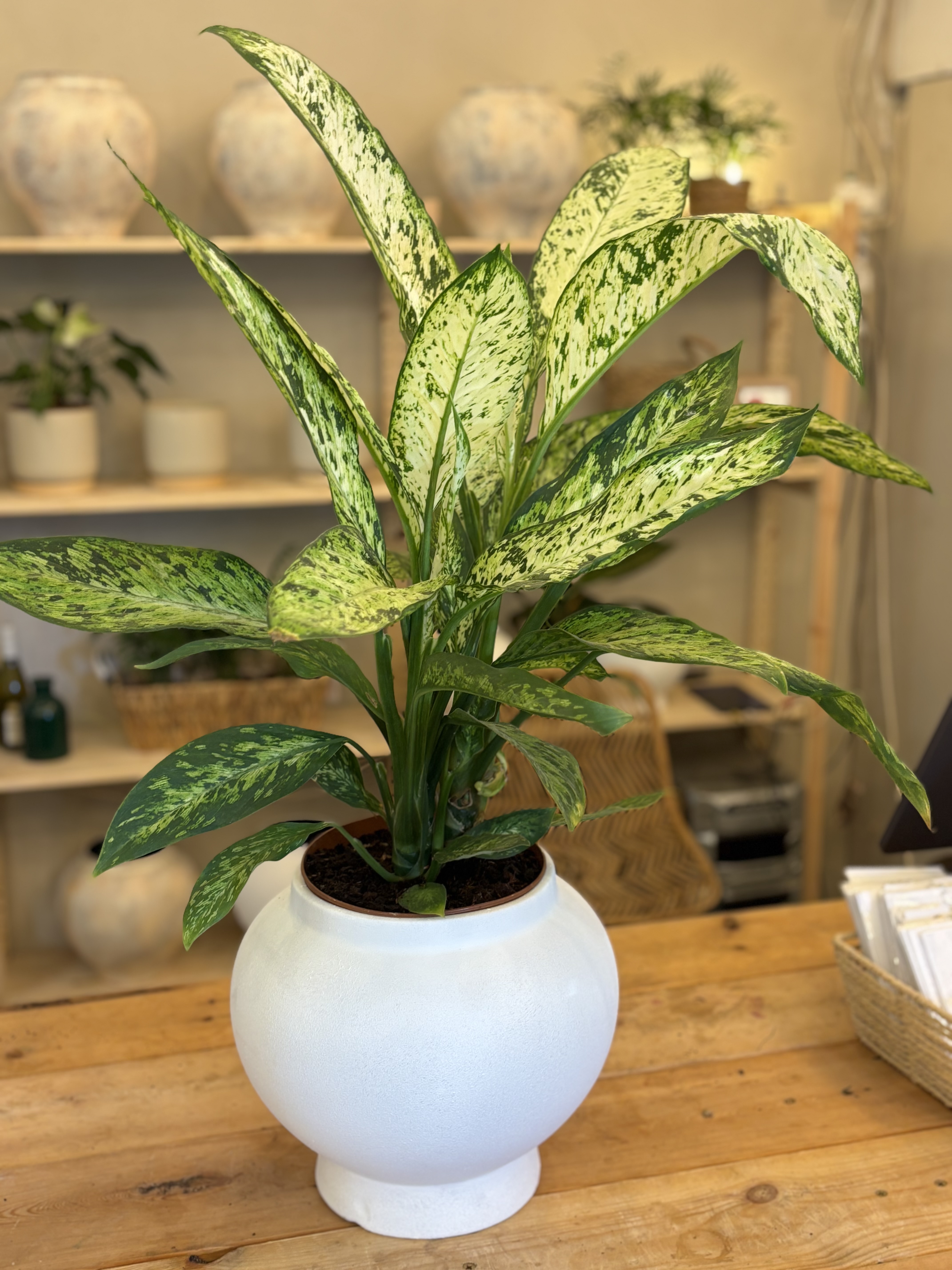 City Nursery, decorative pots and plants