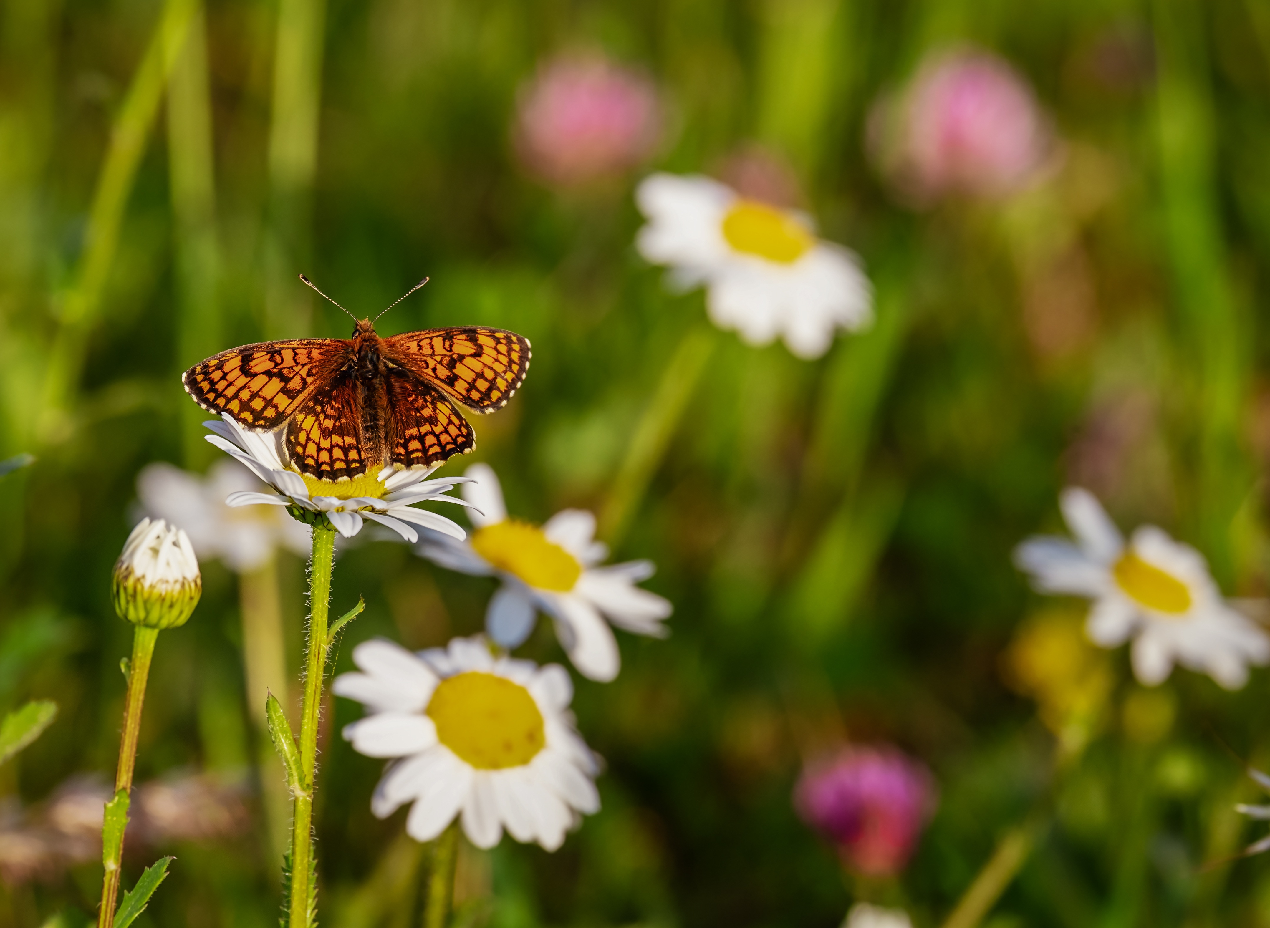 Butterfly Garden Course, Israeli wildflowers for butterfly gardens