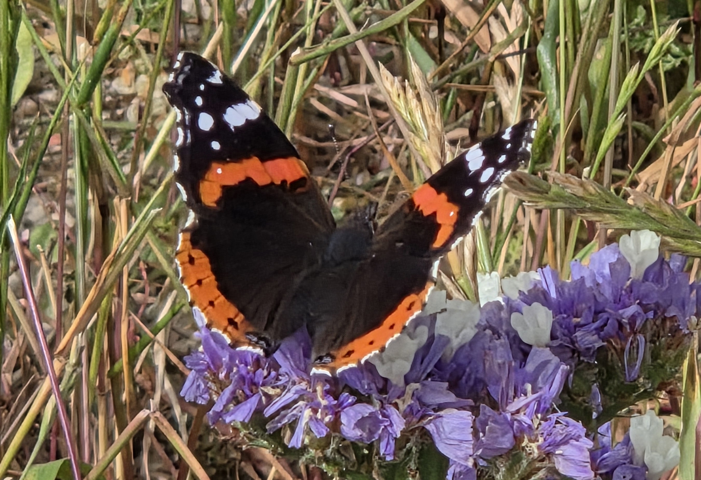 Butterfly Garden Course, colorful butterflies in natural habitat
